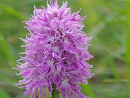 Orchis_italica_Barreira_Alva